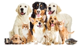 Picture for category Pet Shop